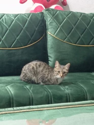 Dişi, Cütləşmə üçün lalafo.az -da Dişi, Cütləşmə üçün