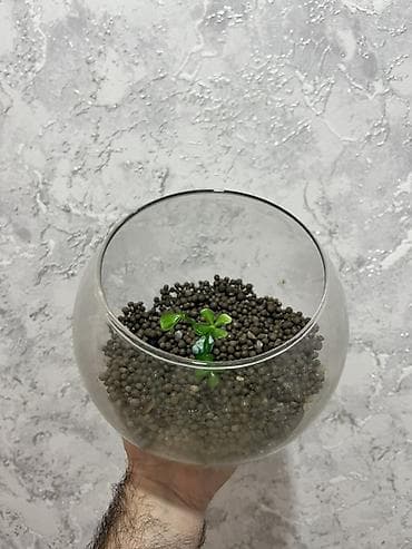 Mini akvarum 3 litirlik içinde quruntu gülü lalafo.az -da Mini akvarum 3 litirlik içinde quruntu gülü