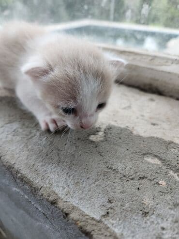 Dişi, Erkək, Yaxşı əllərə, Ünvandan götürmə, Pulsuz çatdırılma lalafo.az -da Dişi, Erkək, Yaxşı əllərə, Ünvandan götürmə, Pulsuz çatdırılma
