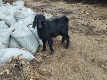 Dişi, Hələb, il: 1, Damazlıq lalafo.az -da Dişi, Hələb, il: 1, Damazlıq