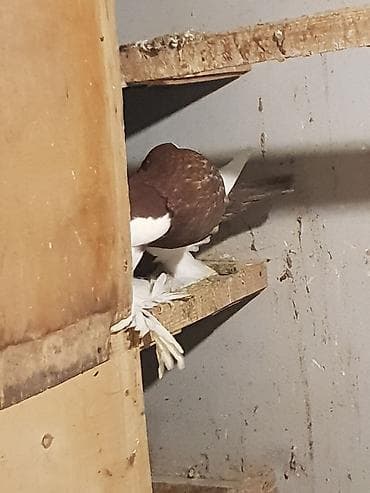 Pişiklər lalafo.az -da Pişiklər