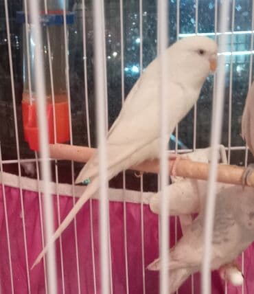 - Növ: Dalmatin/Albino tiplı bülbül (ağ rəngli dalğalı tutuquşu) - lalafo.az -da - Növ: Dalmatin/Albino tiplı bülbül (ağ rəngli dalğalı tutuquşu) -