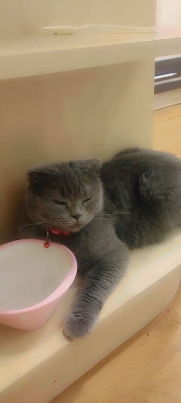 Şotland yastı qulaq lalafo.az -da Şotland yastı qulaq