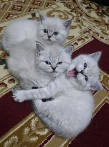 Şinşilla, Erkək, Dişi, Ünvandan götürmə, Pulsuz çatdırılma lalafo.az -da Şinşilla, Erkək, Dişi, Ünvandan götürmə, Pulsuz çatdırılma