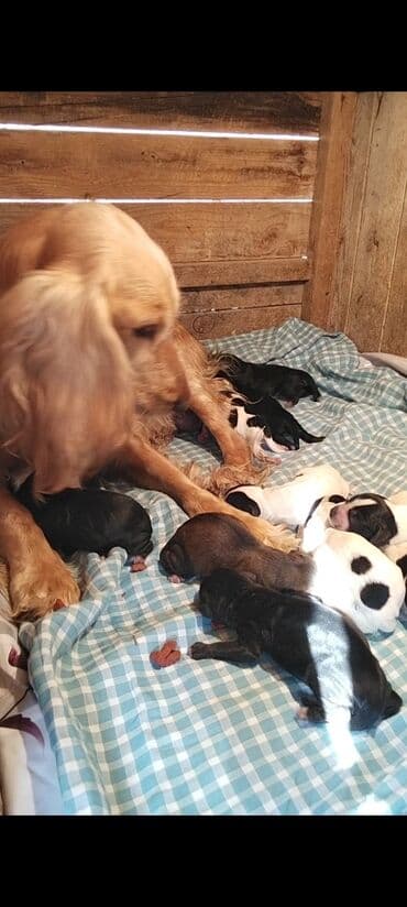Koker spaniyel, 1 ay, Ödənişli çatdırılma lalafo.az -da Koker spaniyel, 1 ay, Ödənişli çatdırılma