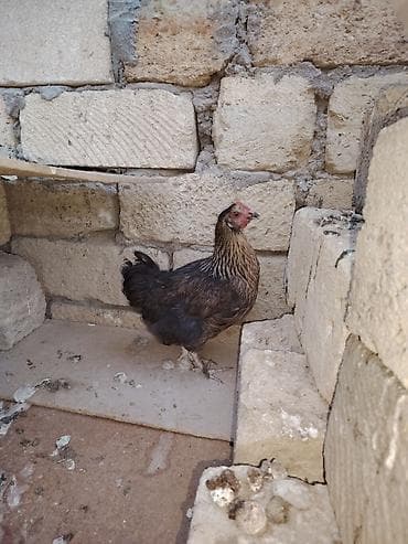 2 ədəd eyni fərədi bu fereden 6 aylıq 12 manat barterde mümkündü lalafo.az -da 2 ədəd eyni fərədi bu fereden 6 aylıq 12 manat barterde mümkündü