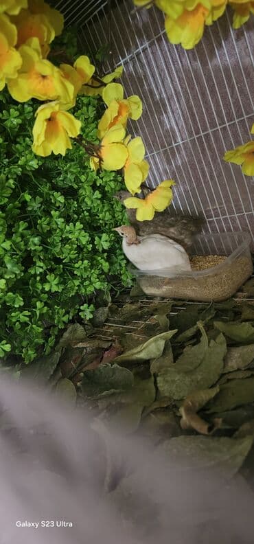 1 cüt çin bildirçini satılır ağ erkek qəhvəyi dişi cütü 60 m ünvan lalafo.az -da 1 cüt çin bildirçini satılır ağ erkek qəhvəyi dişi cütü 60 m ünvan