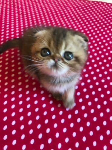 Qızıl şinşilla, Erkək, Ödənişli çatdırılma lalafo.az -da Qızıl şinşilla, Erkək, Ödənişli çatdırılma