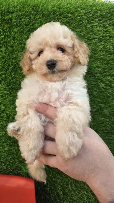 Porsche: Пудель, 2 месяца, Самец, Платная доставка at lalafo.az — 2 Porsche: Пудель, 2 месяца, Самец, Платная доставка — 2