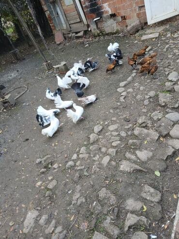 Satılır: dekorativ quşlar dəsti - Qabariqlı quyruqlu dekorativ lalafo.az -da Satılır: dekorativ quşlar dəsti - Qabariqlı quyruqlu dekorativ