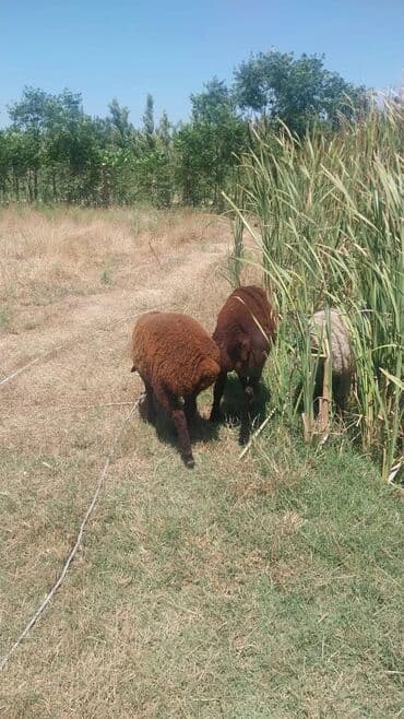 Məhsul: Qoyunlar (heyvandarlıq üçün) Təsvir: - Şəkillərdə təsərrüfat lalafo.az -da Məhsul: Qoyunlar (heyvandarlıq üçün) Təsvir: - Şəkillərdə təsərrüfat