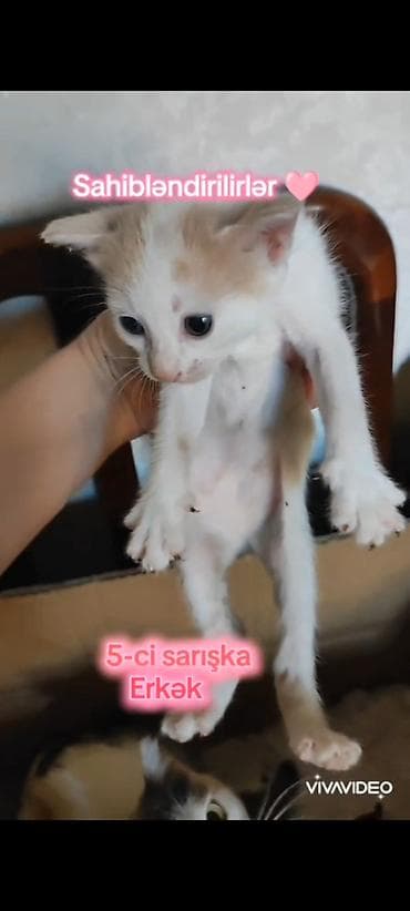 Dişi, Erkək, Yaxşı əllərə, Ünvandan götürmə lalafo.az -da Dişi, Erkək, Yaxşı əllərə, Ünvandan götürmə