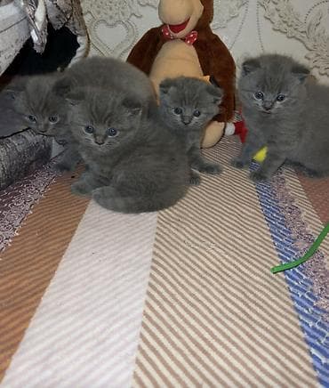 Britan, Erkək, Dişi, Yaxşı əllərə, Ünvandan götürmə lalafo.az -da Britan, Erkək, Dişi, Yaxşı əllərə, Ünvandan götürmə