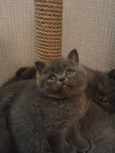 Britan lalafo.az -da Britan