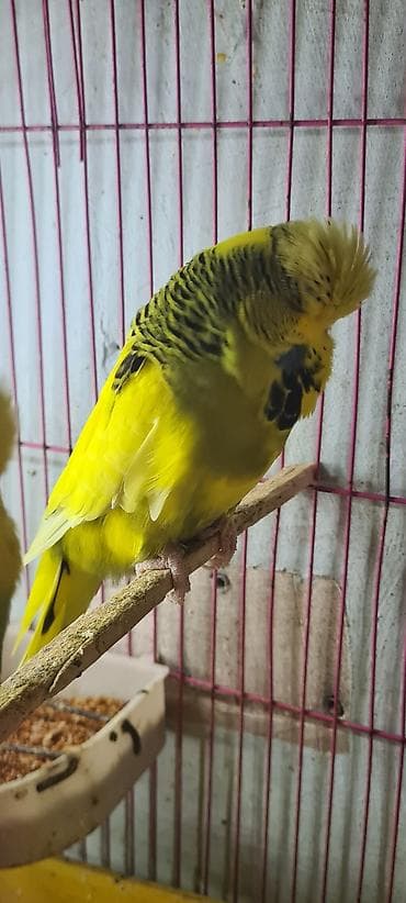 Other bird meat: Növ: İngilis şapalaqbaş (show) büdcir (dalğalı papağan) Rəng: Parlaq lalafo.az -da — 4 Other bird meat: Növ: İngilis şapalaqbaş (show) büdcir (dalğalı papağan) Rəng: Parlaq — 4