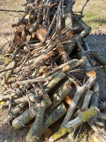 Ağdamda yerləşir,boş bekarlar zəng etməsin.Əlavə odunlar var lalafo.az -da Ağdamda yerləşir,boş bekarlar zəng etməsin.Əlavə odunlar var