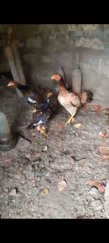 Heyrati beçələr, 4 ayliq, 1i 15manat. 4 beçə - 1 fərə, birdə analari lalafo.az -da Heyrati beçələr, 4 ayliq, 1i 15manat. 4 beçə - 1 fərə, birdə analari