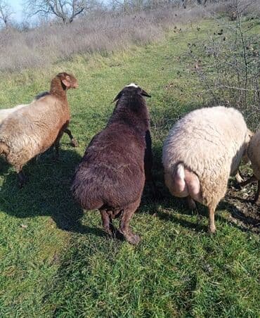 Damazlıq tam yararlı GİSAR qocu SATİLİR. 850 AZN. istəyən olsa etdiyə lalafo.az -da Damazlıq tam yararlı GİSAR qocu SATİLİR. 850 AZN. istəyən olsa etdiyə