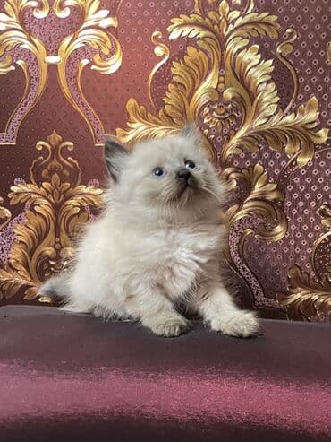 Dişi, Erkək lalafo.az -da Dişi, Erkək