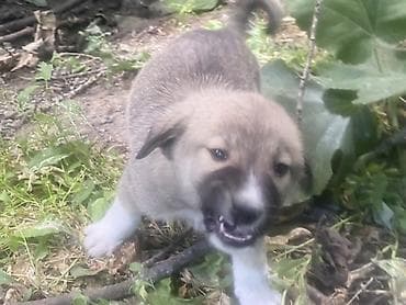 1 ay, Erkek, Peyvəndli, Ödənişli çatdırılma lalafo.az -da 1 ay, Erkek, Peyvəndli, Ödənişli çatdırılma