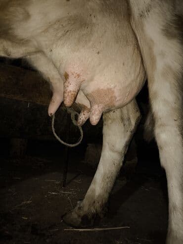 Diṣi balalidi oktyabrin 27 doglub Samanla hazrda 9 litr sut verir gel lalafo.az -da Diṣi balalidi oktyabrin 27 doglub Samanla hazrda 9 litr sut verir gel