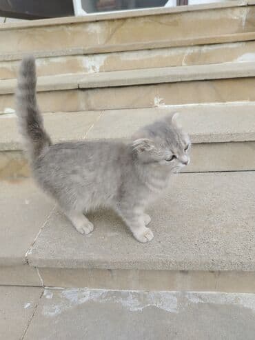 Şotland yastı qulaq, Dişi, Ödənişli çatdırılma lalafo.az -da Şotland yastı qulaq, Dişi, Ödənişli çatdırılma