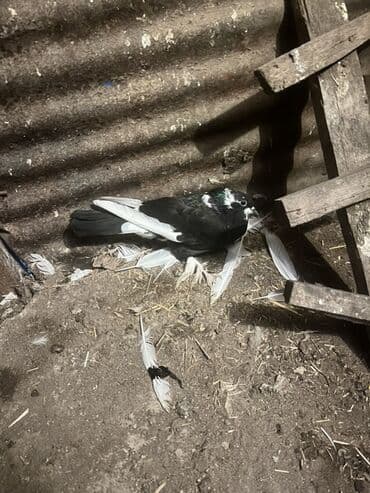 Məhsul: Ev göyərçinləri – müxtəlif rənglərdə Təsvir: - Şəkillərdə lalafo.az -da Məhsul: Ev göyərçinləri – müxtəlif rənglərdə Təsvir: - Şəkillərdə