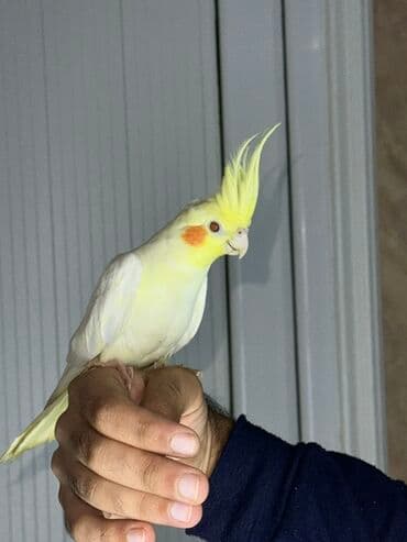 Сёдла: Korella quşu. 4 aylıqdır, ələ tam örgəşib, 2 söz bilir, Babacık və at lalafo.az — 7 Сёдла: Korella quşu. 4 aylıqdır, ələ tam örgəşib, 2 söz bilir, Babacık və — 7