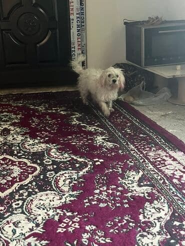 Pudel, 1 il, Dişi, Ünvandan götürmə lalafo.az -da Pudel, 1 il, Dişi, Ünvandan götürmə