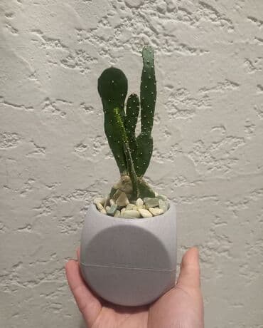 Kaktus
Ünvan Günəşli
Çatdırılma Metro Sos 2azn lalafo.az -da Kaktus
Ünvan Günəşli
Çatdırılma Metro Sos 2azn