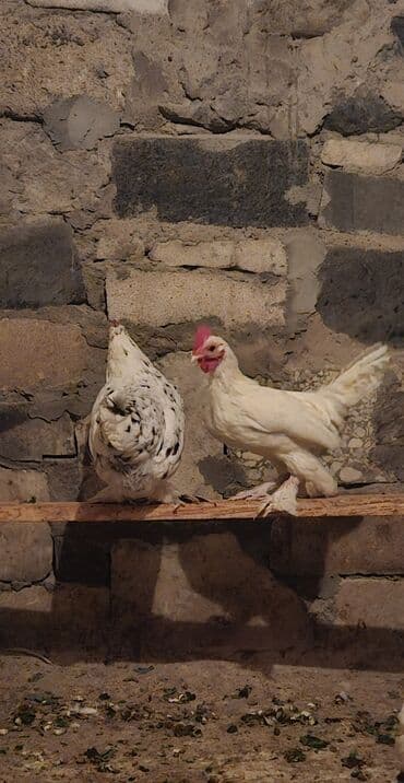 Bir cüt yaponka satılır fərə ildə iki dəfə kürt yatır balaca sort lalafo.az -da Bir cüt yaponka satılır fərə ildə iki dəfə kürt yatır balaca sort