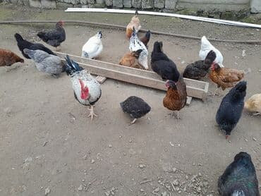 Salam Kənd toyuğları öz həyərimindi vaksinləri olunub tam sağlam lalafo.az -da Salam Kənd toyuğları öz həyərimindi vaksinləri olunub tam sağlam