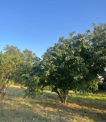 10 sot, Tikinti, Mülkiyyətçi, Kupça (Çıxarış) lalafo.az -da 10 sot, Tikinti, Mülkiyyətçi, Kupça (Çıxarış)