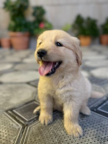 Retriever, 1 ay, Dişi lalafo.az -da Retriever, 1 ay, Dişi
