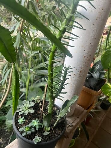 Удобрения: Müxtəlif dekorativ otaq bitkiləri kolleksiyası - Kompozit sükulent at lalafo.az — 8 Удобрения: Müxtəlif dekorativ otaq bitkiləri kolleksiyası - Kompozit sükulent — 8