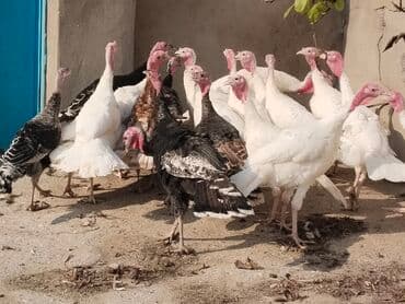 Məhsul: Hind quşları (qara və ağ rənglərdə sürü)tam saglam lalafo.az -da Məhsul: Hind quşları (qara və ağ rənglərdə sürü)tam saglam