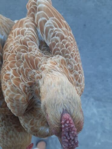 Buff zibrit. 1 xoruz 2 fərə. 1 i̇llik. Sağlam yumurtayan lalafo.az -da — 2 Buff zibrit. 1 xoruz 2 fərə. 1 i̇llik. Sağlam yumurtayan — 2