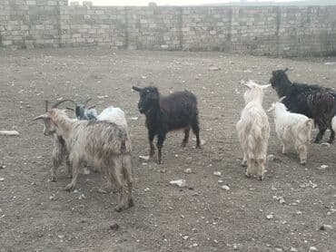 Salam tamsaglam heyvanlardir 5 eded bogaz keci 4 ededde cepis isdeyen lalafo.az -da Salam tamsaglam heyvanlardir 5 eded bogaz keci 4 ededde cepis isdeyen