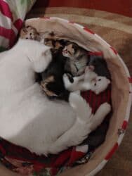 Ana ve ata şotlant.(satilmir) 5 eded bala 3 erkey 2 disi 15 günlük.Her lalafo.az -da Ana ve ata şotlant.(satilmir) 5 eded bala 3 erkey 2 disi 15 günlük.Her