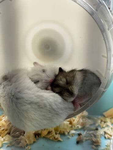 🐹 Cungar hamsterləri satılır! Ev şəraitində saxlanılıb, təmiz və lalafo.az -da 🐹 Cungar hamsterləri satılır! Ev şəraitində saxlanılıb, təmiz və