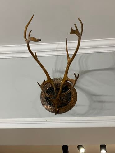 Temiz orjinal maral buynuzu satilir unvan emircan lalafo.az -da Temiz orjinal maral buynuzu satilir unvan emircan