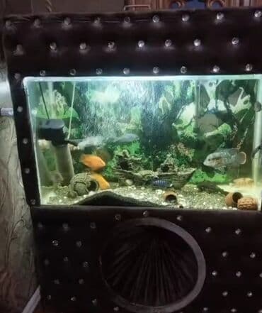 Böyük dekorativ akvarium komplekti - Ön şüşəli, işıqlı akvarium – üst lalafo.az -da Böyük dekorativ akvarium komplekti - Ön şüşəli, işıqlı akvarium – üst