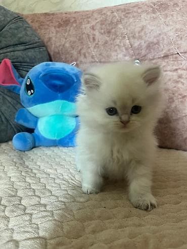 Qızıl şinşilla, Erkək, Yaxşı əllərə, Ödənişli çatdırılma lalafo.az -da Qızıl şinşilla, Erkək, Yaxşı əllərə, Ödənişli çatdırılma