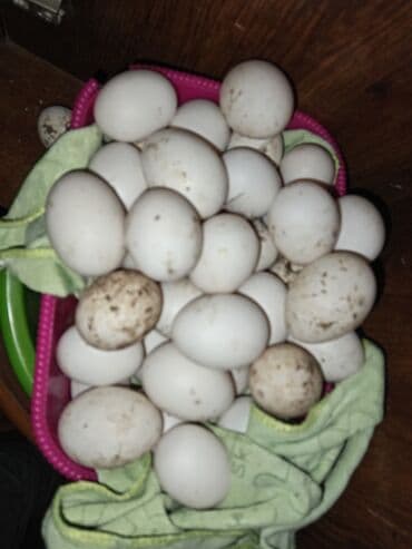 Salam lal ördək və Yaşılbaş çöl cins ördək yumurtalarıdı 59yaxın lalafo.az -da Salam lal ördək və Yaşılbaş çöl cins ördək yumurtalarıdı 59yaxın