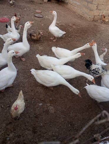 Ağ qaz sürüsü satışdadır - Növ: Ağ ev qazları (rus qazı linda ) - lalafo.az -da Ağ qaz sürüsü satışdadır - Növ: Ağ ev qazları (rus qazı linda ) -