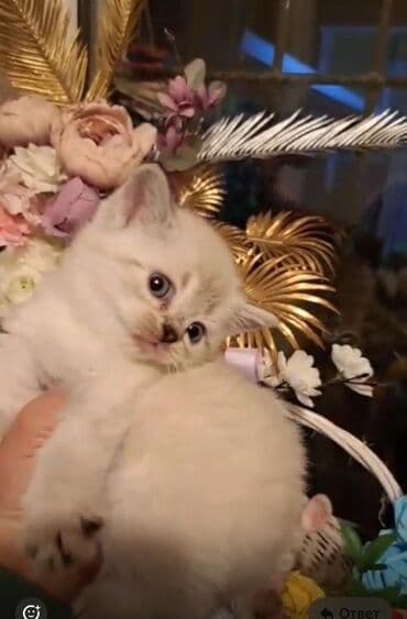 Şotland, Dişi lalafo.az -da Şotland, Dişi