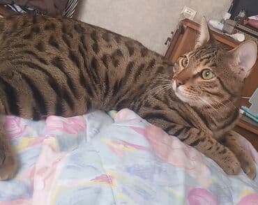 Benqal, Erkək, Ünvandan götürmə lalafo.az -da Benqal, Erkək, Ünvandan götürmə