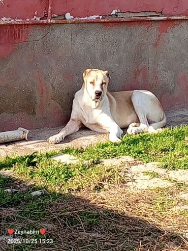 Alabay lalafo.az -da Alabay