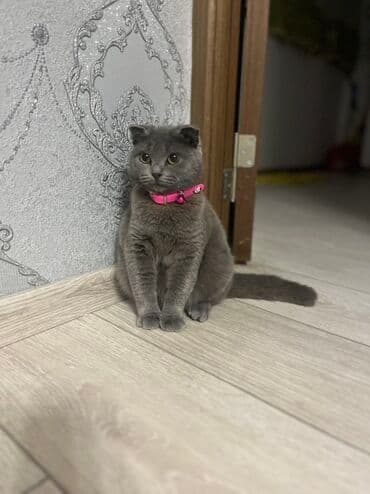 Şotland yastı qulaq lalafo.az -da Şotland yastı qulaq