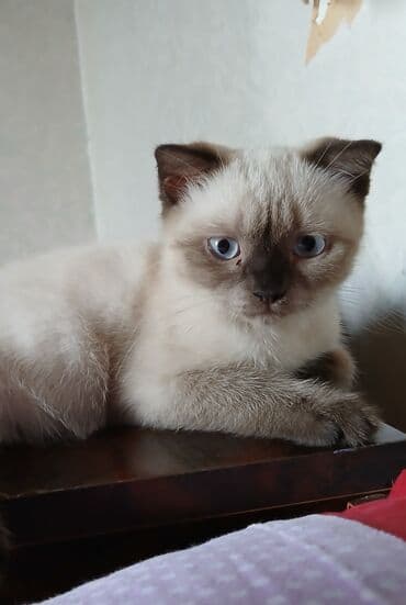 Yaxşı əllərə lalafo.az -da Yaxşı əllərə